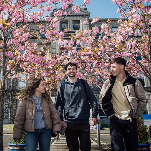 Three students outside the Foundation building underneath cherry blossom trees.